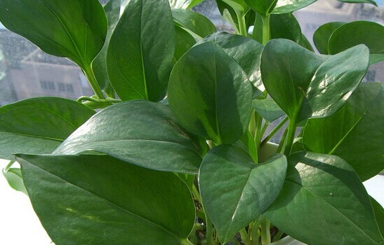 甲醛的克星有哪些水果、植物？