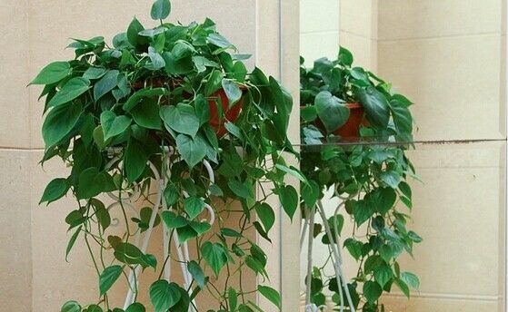 什么植物能除甲醛？結(jié)束后還用甲醛檢測(cè)嗎？